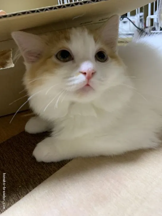 ID:1912-01402の子猫