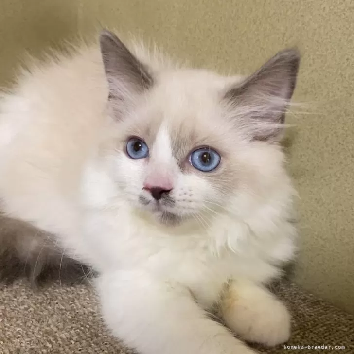 ID:2410-01223の子猫