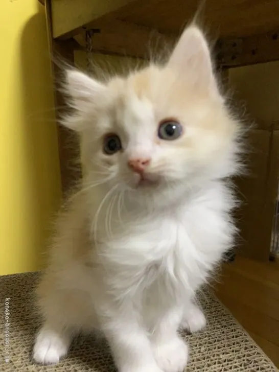 ID：1811-00595の子猫