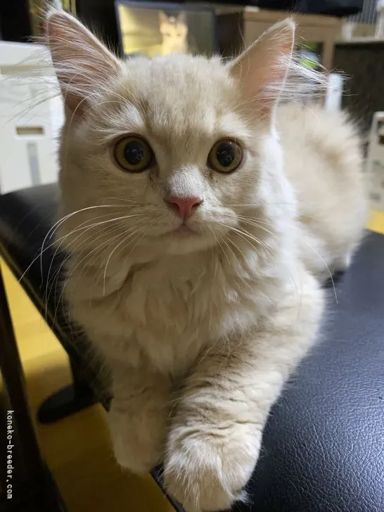 J 様のお迎えした子猫