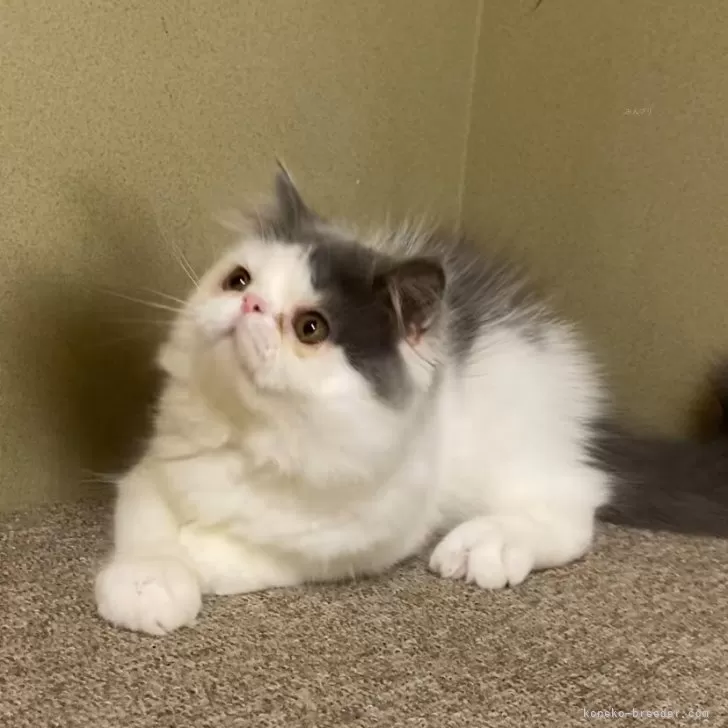 ID:2409-02746の子猫