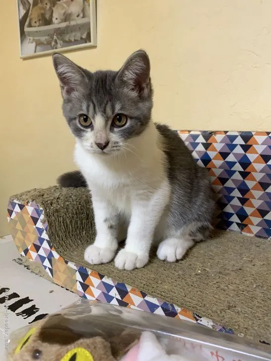 みえ 様のお迎えした子猫