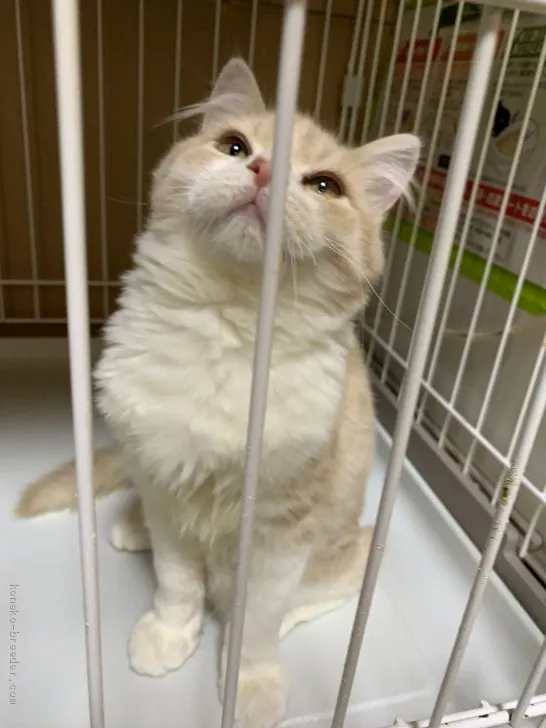 ID:2001-00442の子猫