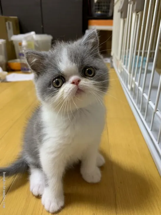ID：2005-01559の子猫