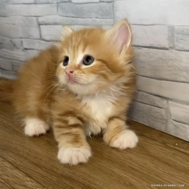 ID:2305-03188の子猫
