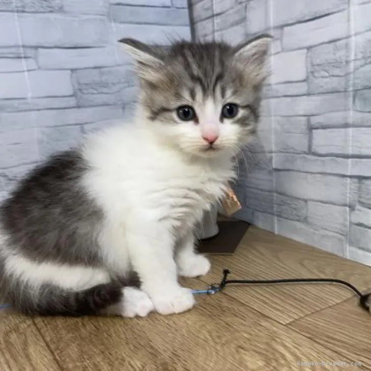 ID：2301-01908の子猫