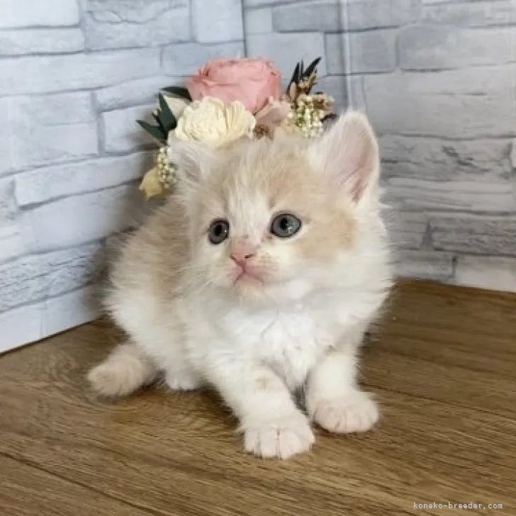 ID:2305-03187の子猫