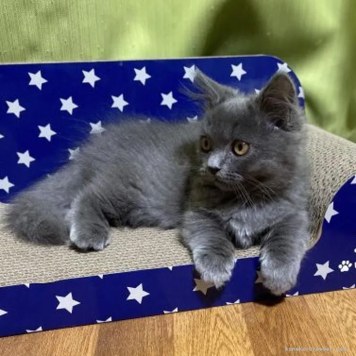 ID:2210-02892の子猫