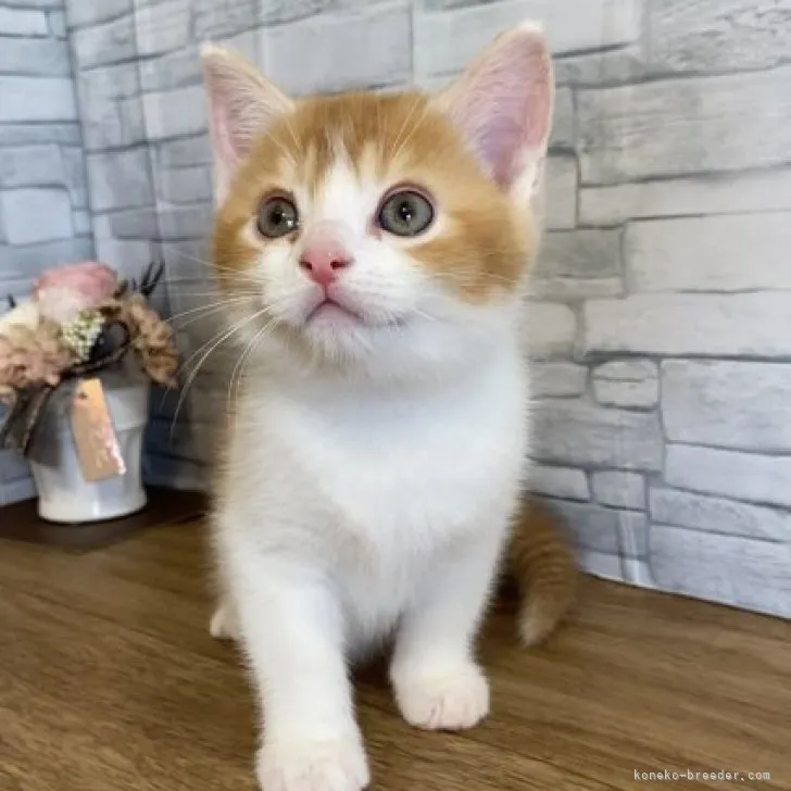 ID:2304-01919の子猫