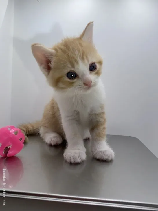ID:2106-00690の子猫