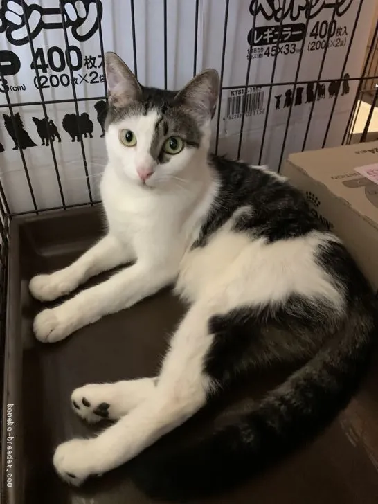 ID：1812-01390の子猫