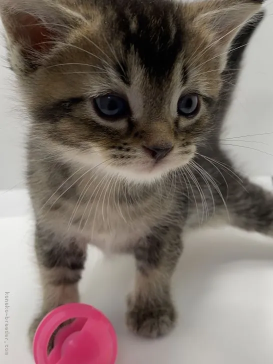 ID:2106-00689の子猫