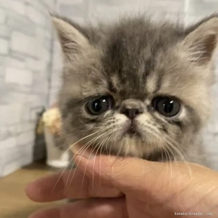 ID：2306-00704の子猫