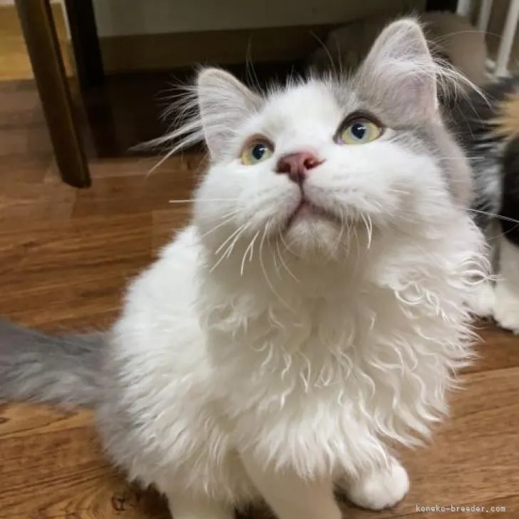 ID：2206-00275の子猫