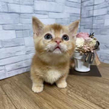 マンチカン(短足)【徳島県・男の子・2022年12月17日・レッド】の写真「チョロQがフルスロットルで爆走中‼️」