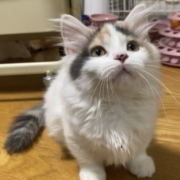 マンチカン(短足)【徳島県・女の子・2022年12月11日・ダイリュートキャリコ】の写真「5月7日迄にお迎えのお客様は2万円お値引き‼️」