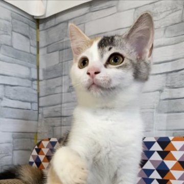マンチカン【徳島県・女の子・2023年4月7日・キャリコ】の写真「短毛でシュッとしたキャリコちゃん😊PKDクリア👍」