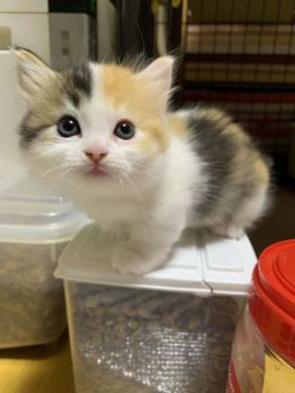 マンチカン(短足)【徳島県・女の子・2019年10月17日・キャリコ】の写真「かわいさバツグンキャリコです。」