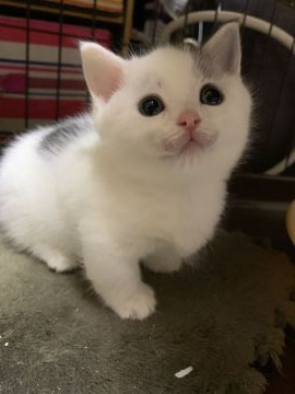 マンチカン【徳島県・男の子・2019年12月15日・ブラック&ホワイトバン】の写真「超短足の小さな男の子です。」