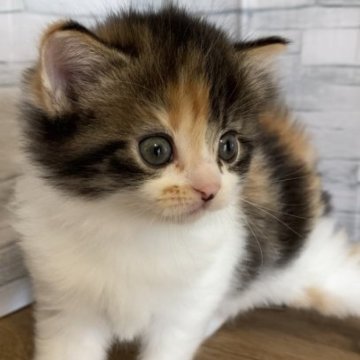 マンチカン(長足)【徳島県・女の子・2023年3月12日・キャリコ】の写真「かわいいお顔の人懐こいふわふわキャリコちゃん😍」