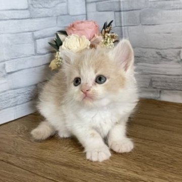 ミヌエット【徳島県・女の子・2023年4月14日・クリームタビー&ホワイト】の写真「やさしいカラーで甘ーいお顔の女の子😍」