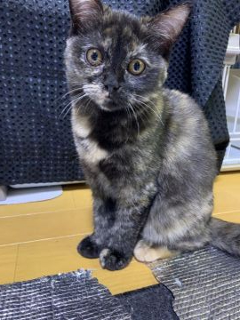 ミヌエット【徳島県・女の子・2020年9月13日・トーティ(ショート)】の写真「よく遊んでよく走ってよく食べてよく寝るいい子です。」