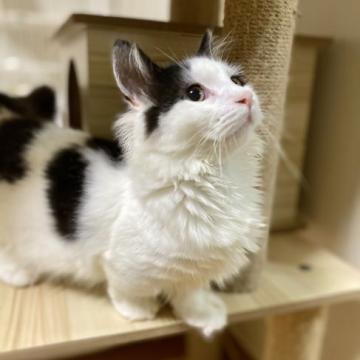 マンチカン(短足)【徳島県・男の子・2022年4月22日・ブラック&ホワイト】の写真「甘えん坊で穏やかな短足くん‼️」