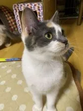マンチカン(長足)【徳島県・女の子・2018年9月2日・ダイリュートキャリコ】の写真1「1月31日撮影」