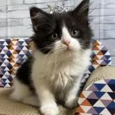 マンチカン(長足)【徳島県・男の子・2022年12月11日・ブラック&ホワイト】の写真1「2月26日撮影」