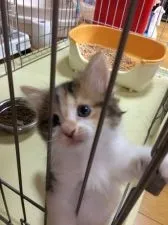 マンチカン【徳島県・女の子・2017年8月25日・キャリコ】の写真2「赤ちゃん顔でかわいいです。」