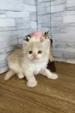 ミヌエット(長足)【徳島県・女の子・2023年4月14日・クリームタビー&ホワイト】の写真2