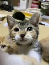 マンチカン(長足)【徳島県・女の子・2018年9月2日・キャリコ】の写真2