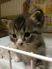 マンチカン(長足)【徳島県・男の子・2018年8月22日・ブラウンタビー&ホワイト】の写真2