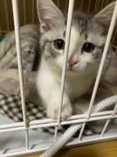 マンチカン(短足)【徳島県・男の子・2018年11月24日・ブルータビー&ホワイトバン】の写真2