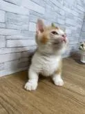 マンチカン(短足)【徳島県・男の子・2022年12月17日・レッド&ホワイト】の写真3
