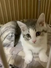 マンチカン(短足)【徳島県・男の子・2018年11月24日・ブルータビー&ホワイトバン】の写真3