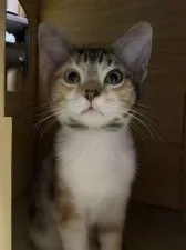 マンチカン(長足)【徳島県・女の子・2018年9月2日・キャリコ】の写真3