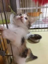 マンチカン【徳島県・女の子・2017年8月25日・キャリコ】の写真3