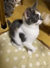 マンチカン(長足)【徳島県・女の子・2018年9月2日・ダイリュートキャリコ】の写真4