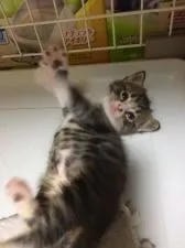 マンチカン(長足)【徳島県・男の子・2018年8月22日・ブラウンタビー&ホワイト】の写真4