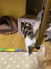 マンチカン(長足)【徳島県・女の子・2018年9月2日・ダイリュートキャリコ】の写真5