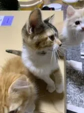 マンチカン(長足)【徳島県・女の子・2018年9月2日・キャリコ】の写真5