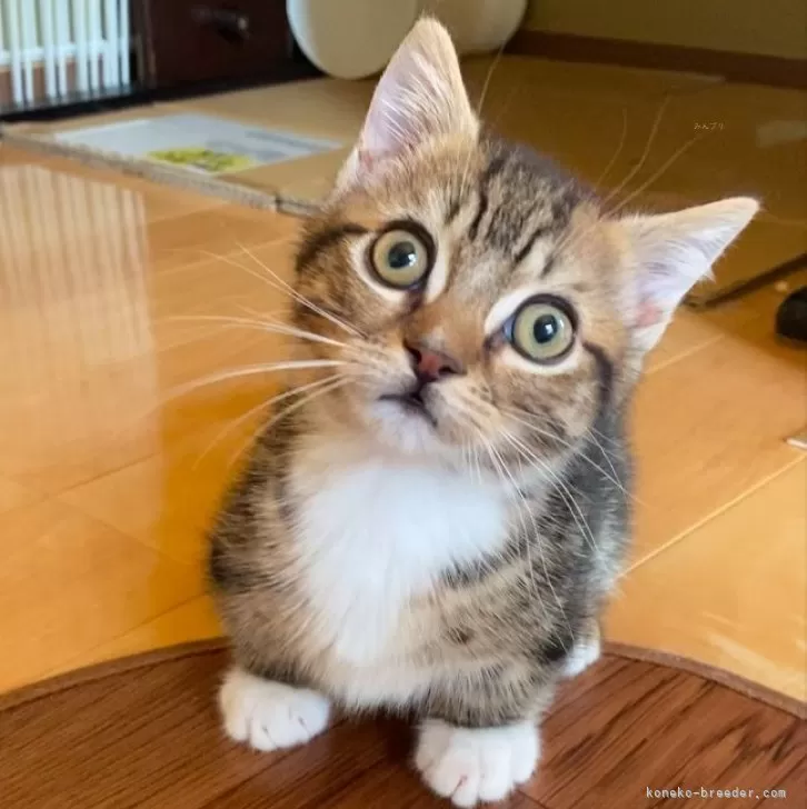 ID:2501-00128の子猫