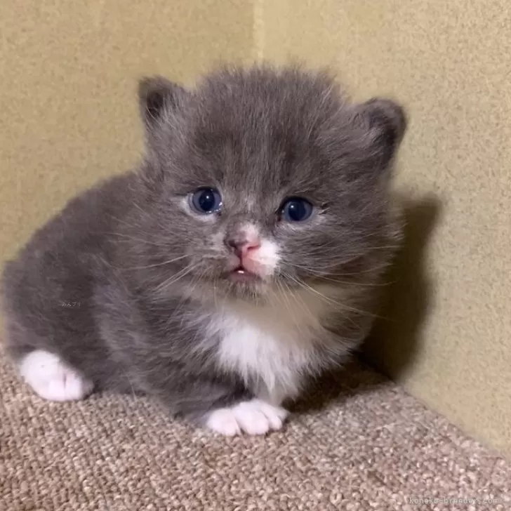 ID：2502-00038の子猫