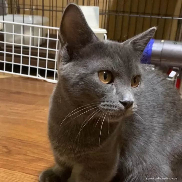 マンチカン(短足)【徳島県・男の子・2025年4月11日・ブルー】の写真1「体重3.2kgよく遊ぶ元気満点💯、ゴロゴロが止まらない男の子。」