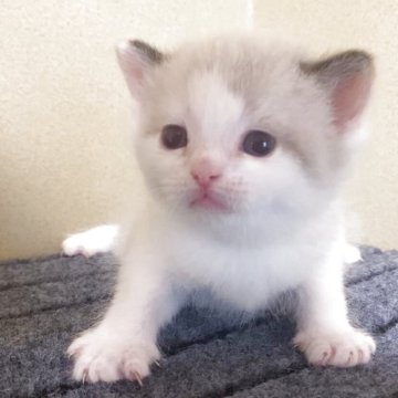 ミヌエット【徳島県・女の子・2025年4月8日・シールトーティーシェルポイント】の写真「ミヌエットには超珍しいカラーのふわふわちゃん😍」