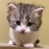 マンチカン(短足)【徳島県・女の子・2025年1月24日・ブルータビー&ホワイト】の写真1