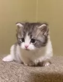 マンチカン(短足)【徳島県・女の子・2025年1月24日・ブルータビー&ホワイト】の写真2