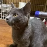 マンチカン(短足)【徳島県・男の子・2025年4月11日・ブルー】の写真2