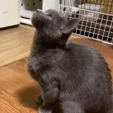 マンチカン(短足)【徳島県・男の子・2025年4月11日・ブルー】の写真3